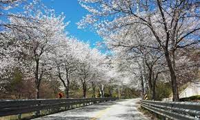  임실 벚꽃 축제 특징