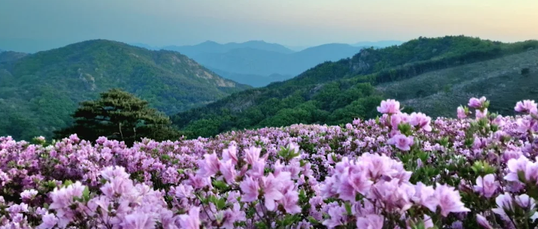 황매산 군립공원
