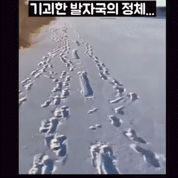 기괴한 발자국의 정체