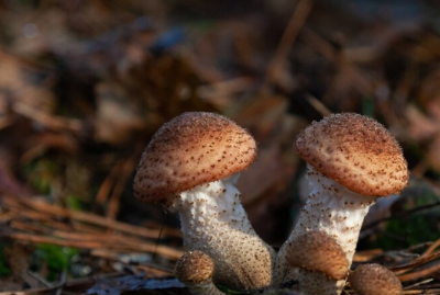 μμ
μ§λΆκΈ μ μ²