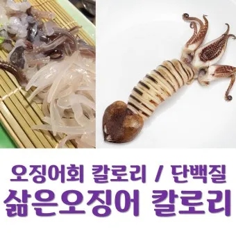 오징어 단백질 함량과 건강에 좋은 이유_13