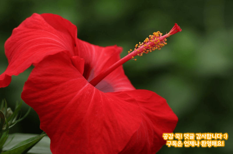 커피 못마시는 분들 위한 카페인 없는 차 종류