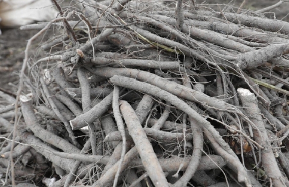 작약효능 총정리