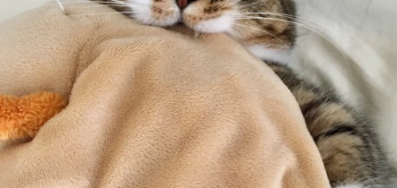 담요를 씹는 고양이.
