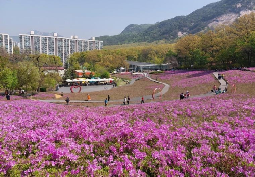 봄 산행 추천! 전국 철쭉 명소 BEST 5, 황매산·일림산·바래봉·불암산