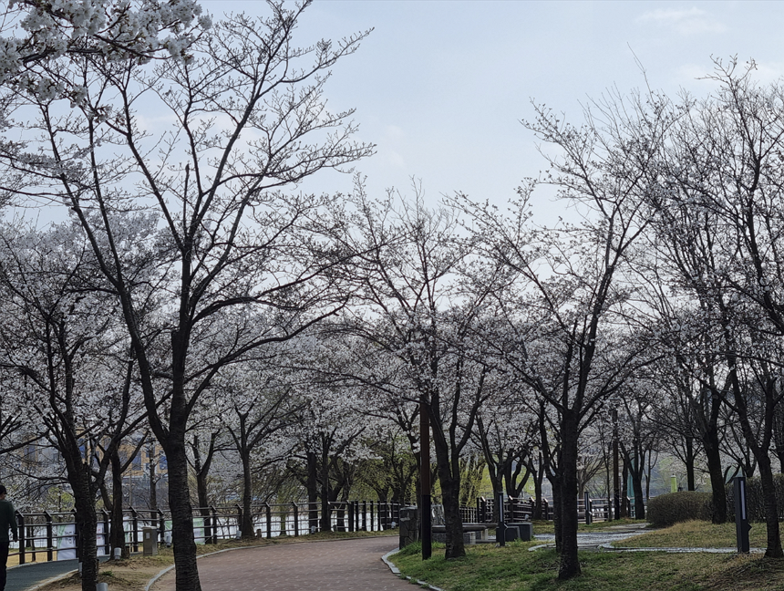 둘레길 주변 벛꽃 개화 상태