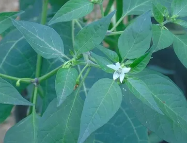 고추모종