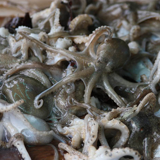 봄 제철음식 쭈꾸미