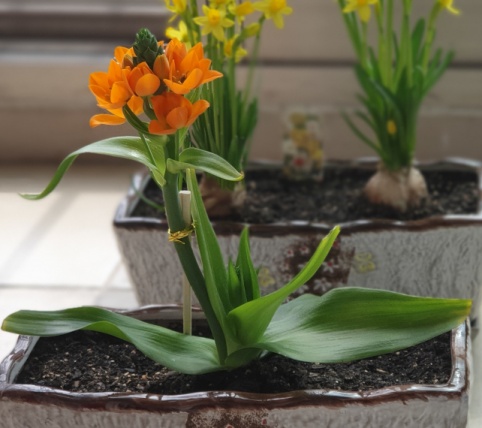 입동-추위에도-베란다-화분은-쌩쌩