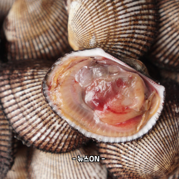 꼬막 해감쉽게하는법