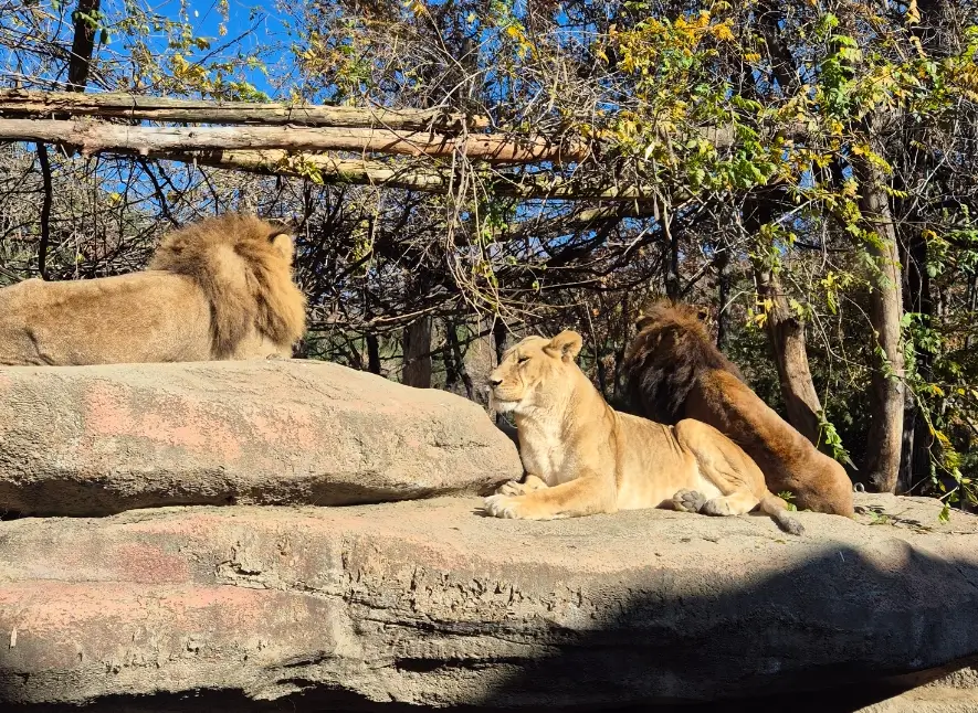에버랜드 비오는 날 탈 수 있는 놀이기구