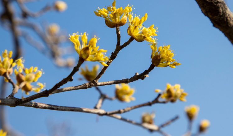 구례 산수유축제