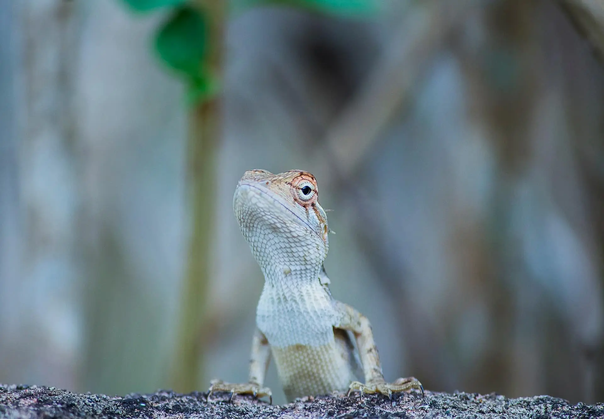 애완 도마뱀 키우기