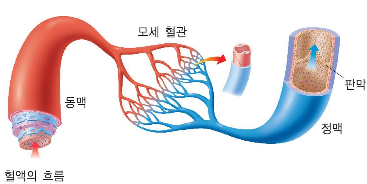 혈관구조