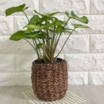 햇빛 부족 해결 식물등추천 설치위치 시간대 초보도 쉽게 적용_16