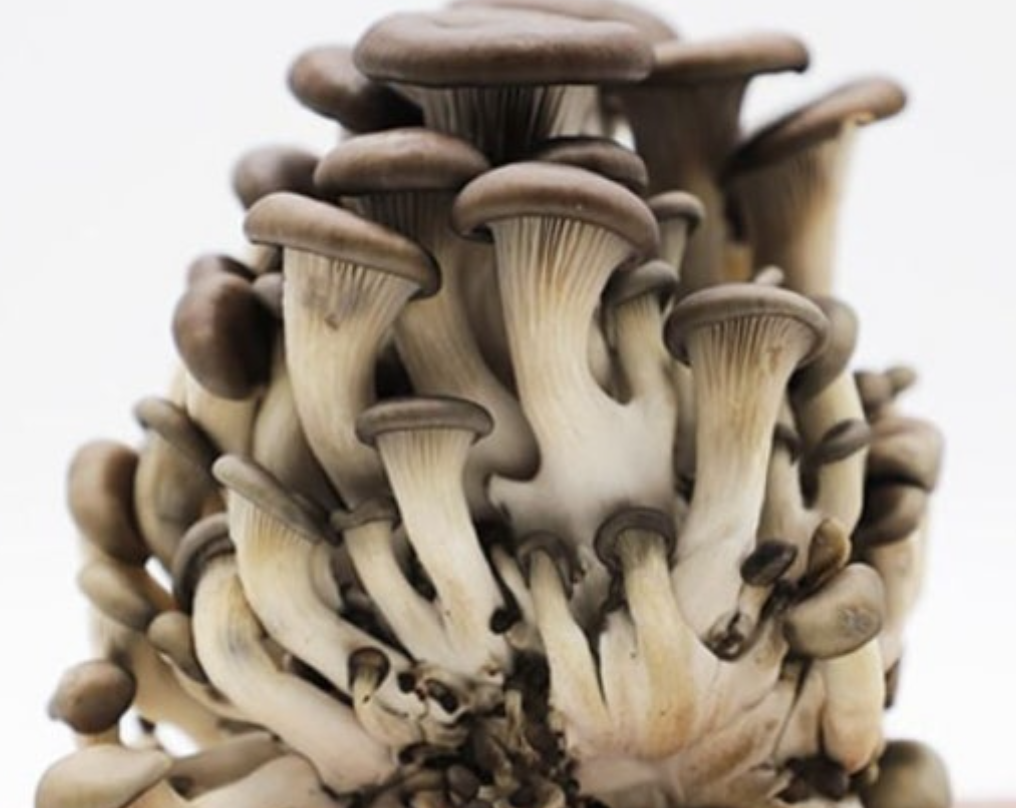 버섯(Mushroom)에 대한 자세한 설명 관련 사진