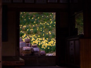 서산 유기방가옥 수선화축제 개화 상황