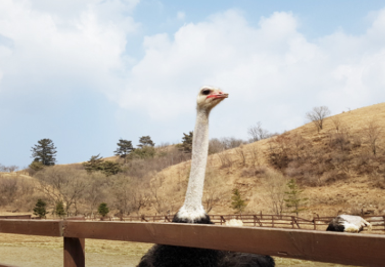 삼양 라운드힐