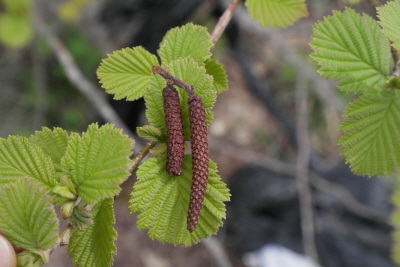 물오리나무 꽃2