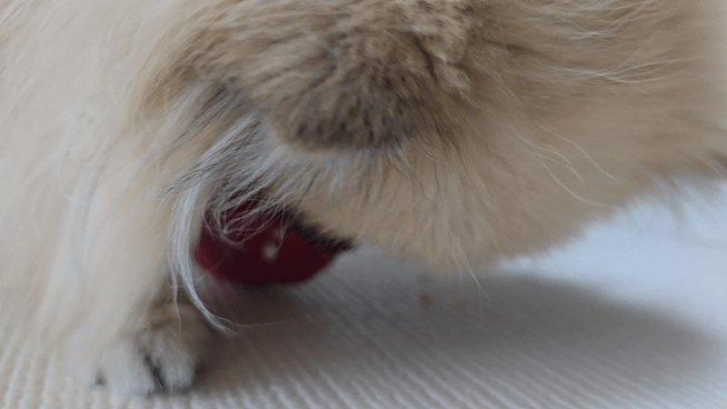 열심히 간식을 핥아 먹는 강아지