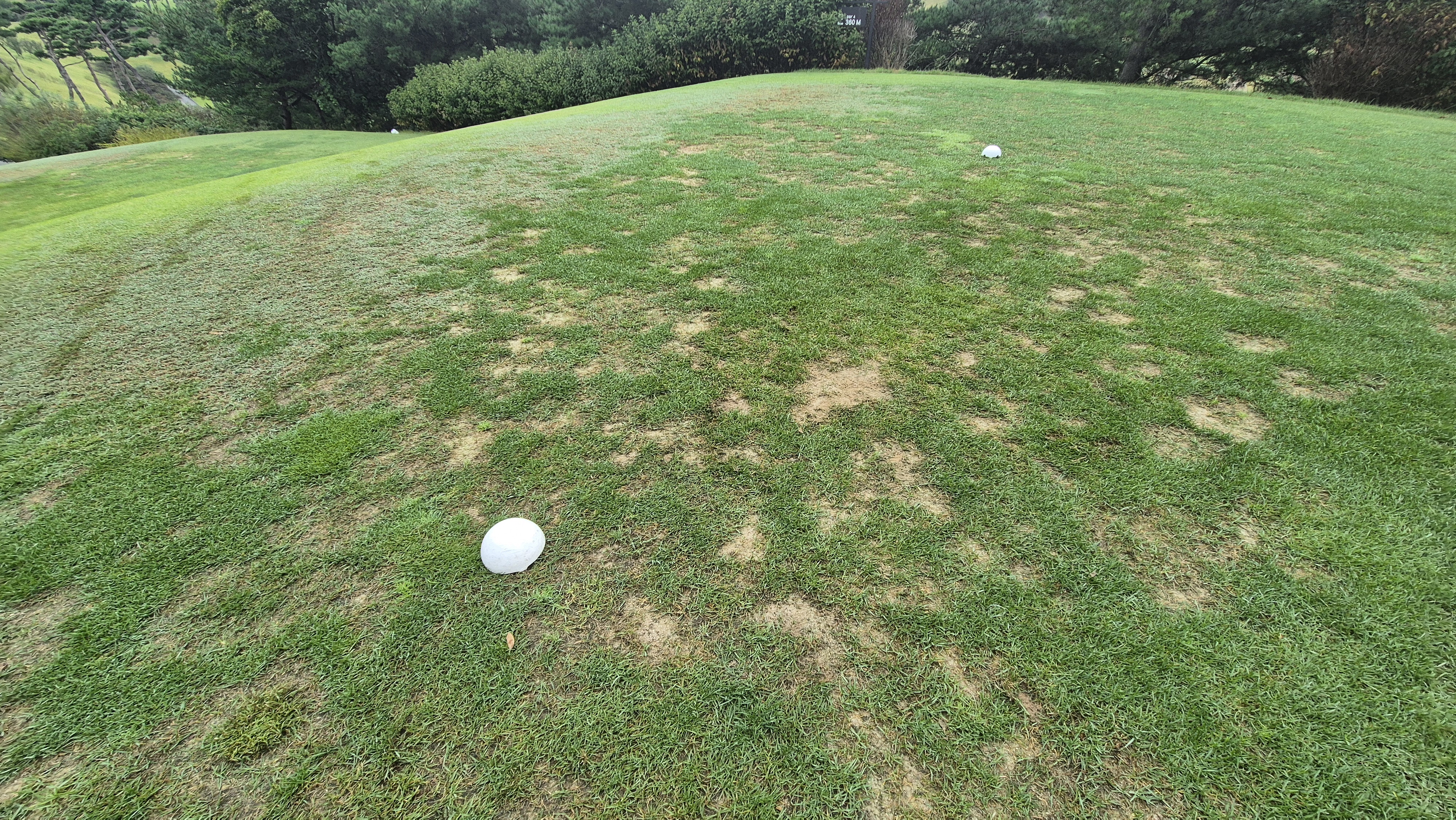 서산수cc 티잉구역 상태