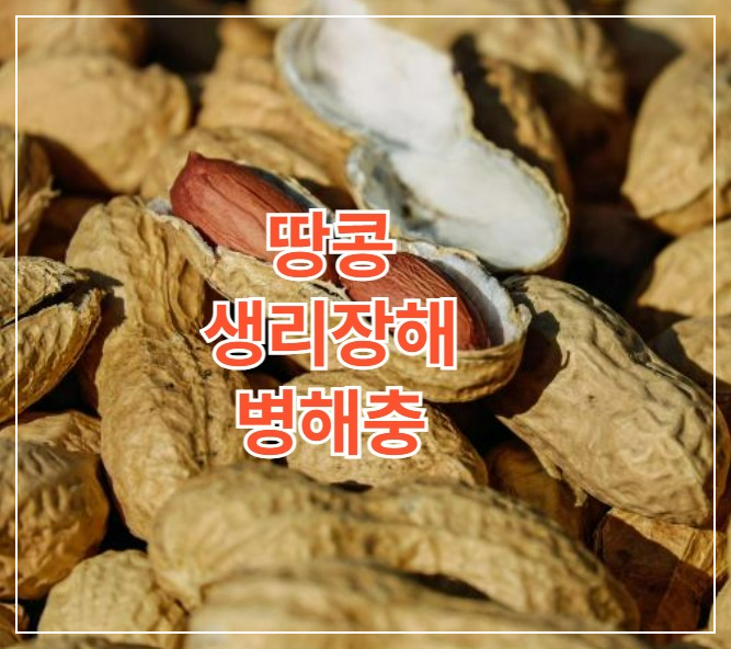 땅콩