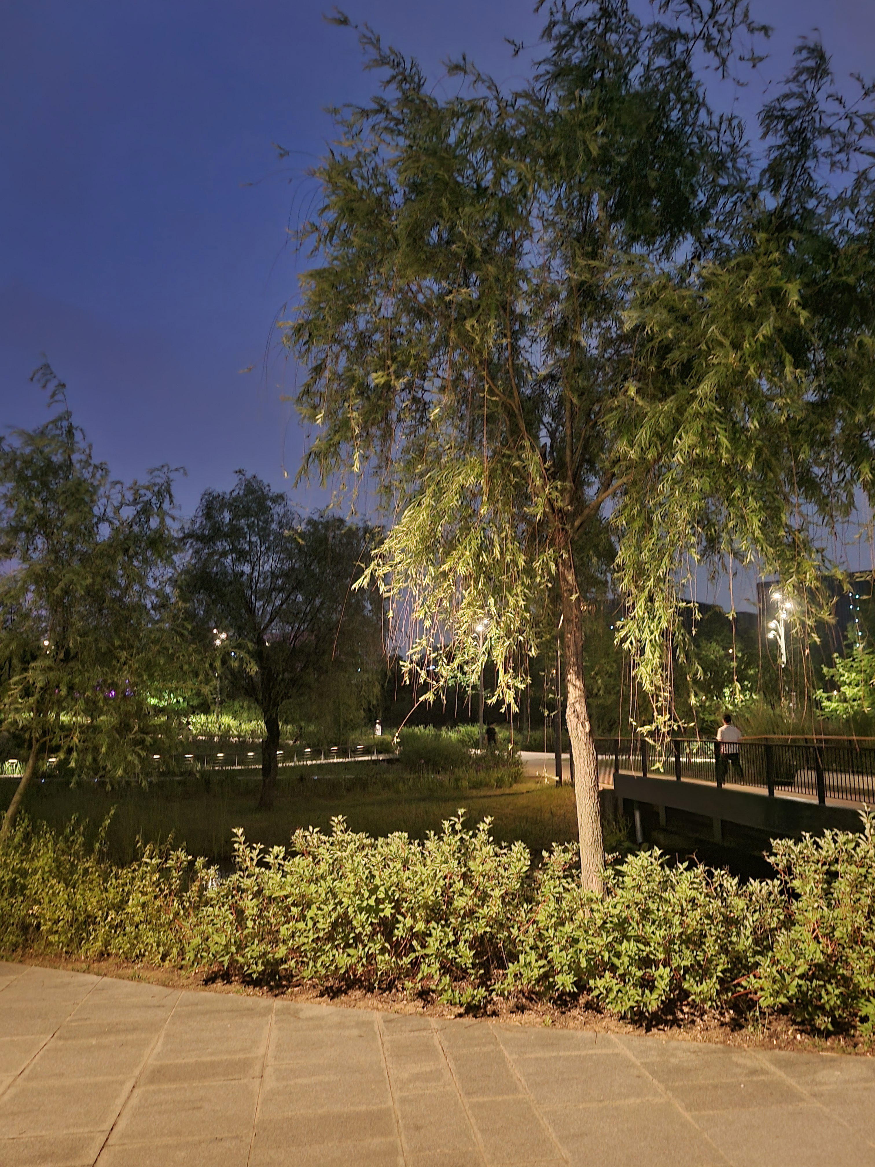 야간의 수양버드나무 풍경