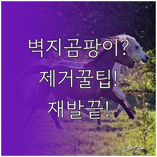 벽지 곰팡이 제거부터 재발 방지까지 ..