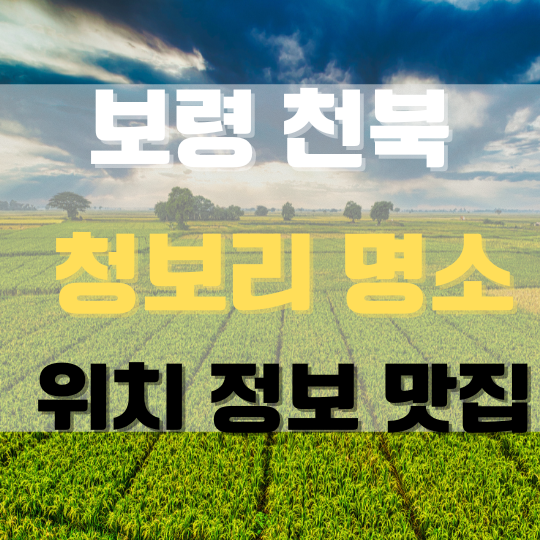 보령천북청보리밭명소