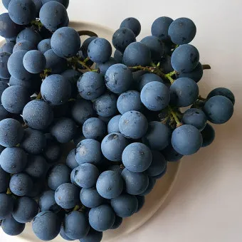 머루포도 효능키우기제철머루포도주 담그기먹는 방법보관 방법 안내_11