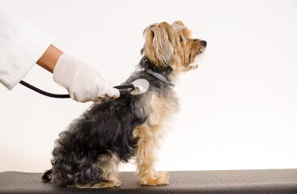 동물병원에서 진찰을 하고 있는 요크셔테리어.