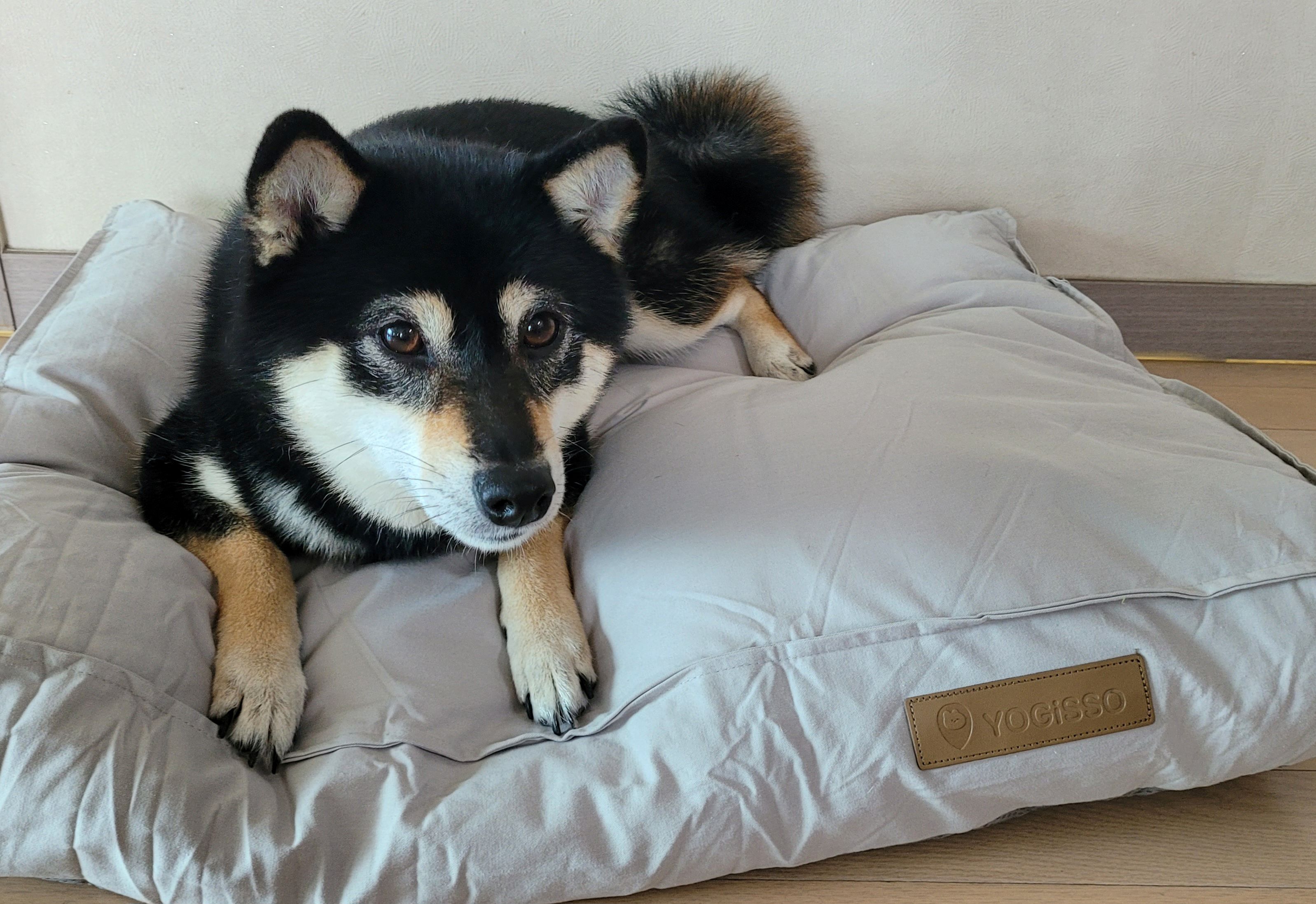 방석에 누워있는 검은 시바견