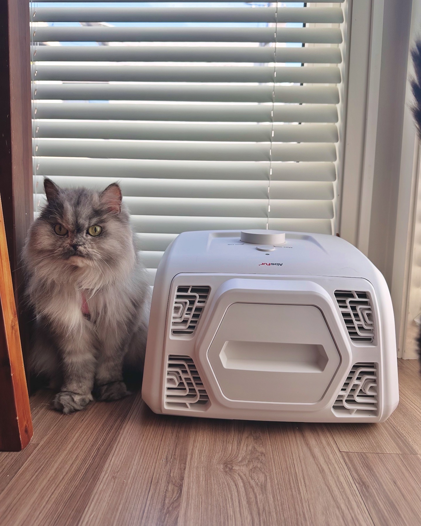 반려동물 공기청정기 앱스퍼 옆에 고양이가 앉아있는모습