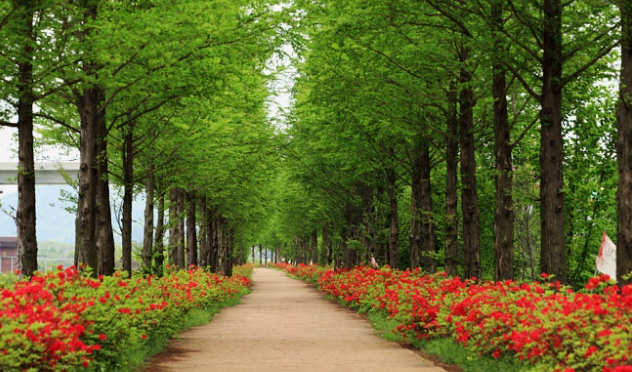 공주 정안천 메타세콰이어길