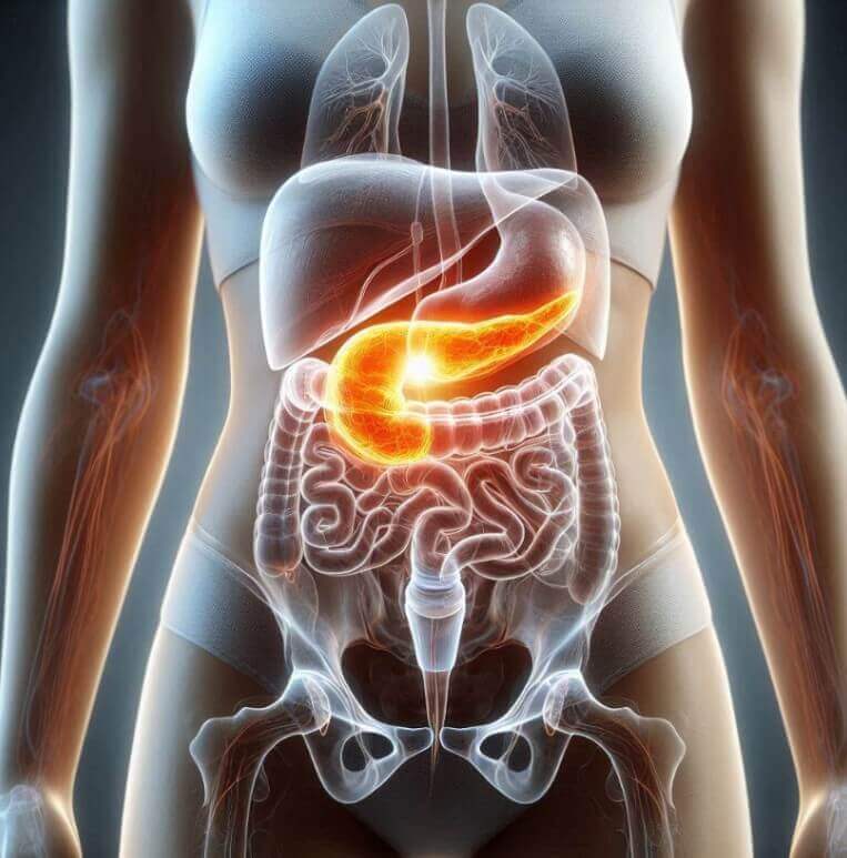 췌장의 위치를 보여주는 사진