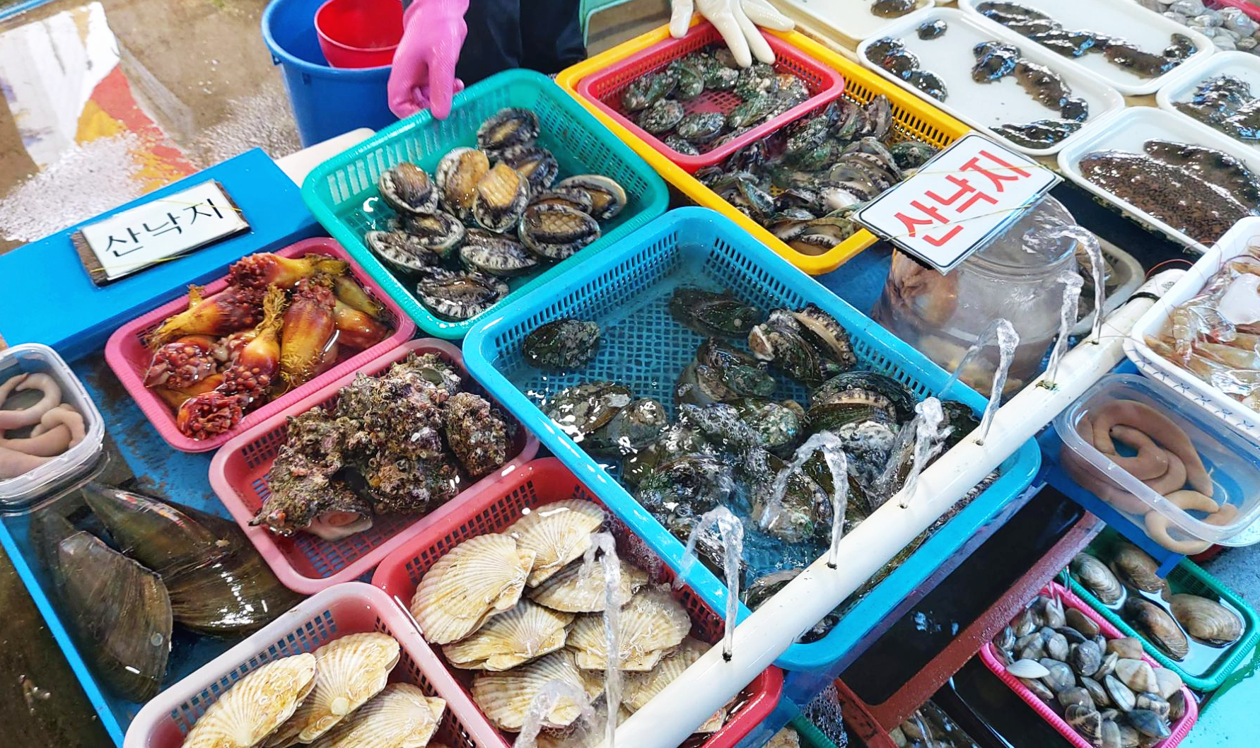 경북 영덕군 강구항 어시장 어패류
