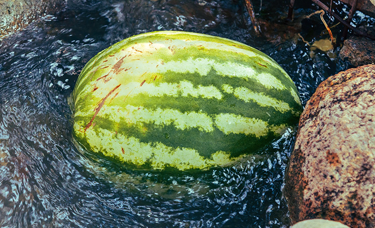 자르지 않은 수박
냉장고에 보관하면 안 되는 과일 채소
