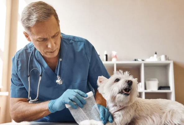 강아지/출처:어도비스톡