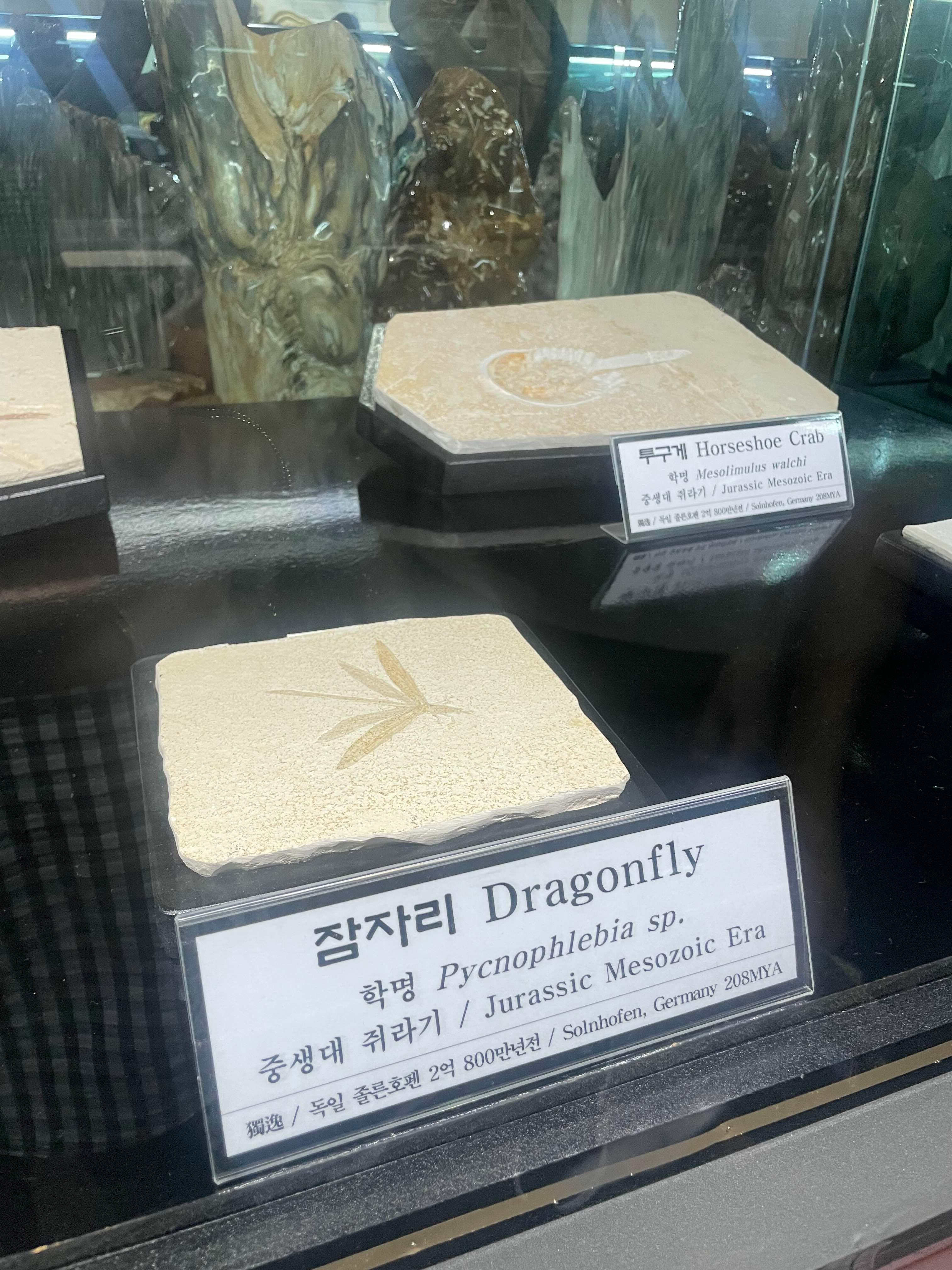 삼척 강원종합박물관