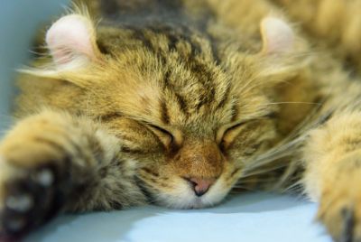 아메리칸 컬의 사진