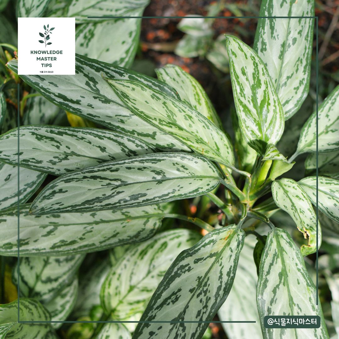잎 무늬가 예쁜 식물 - 아글라오네마 실버베이