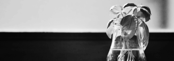 뿌리가 난 상태의 식물을 계속 물에서 상시 기르는 것