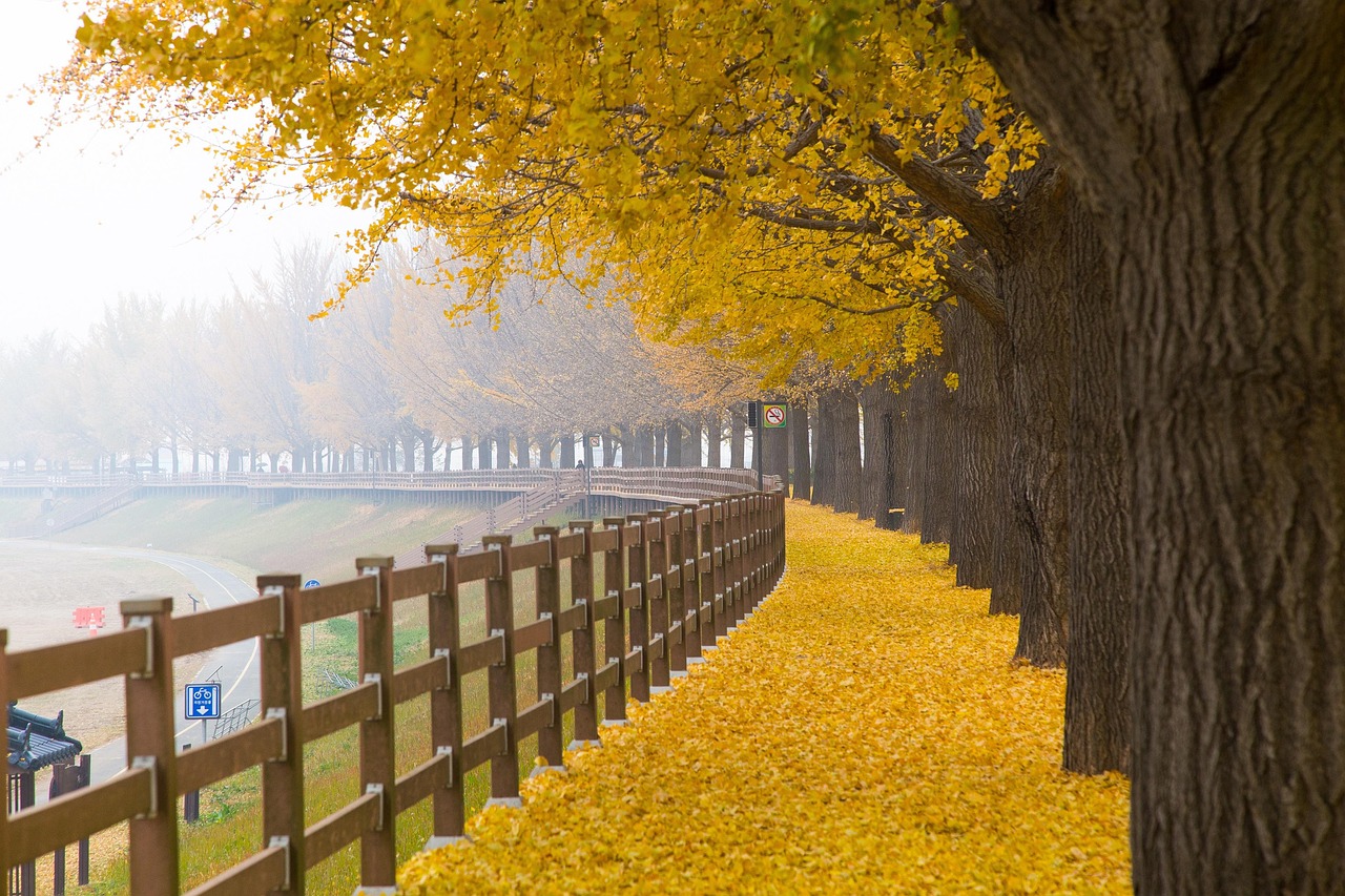 가을 은행나무길