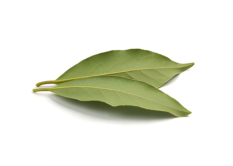 인도 월계수잎 (Indian Bay Leaf&amp;#44; Tej Patta) 
