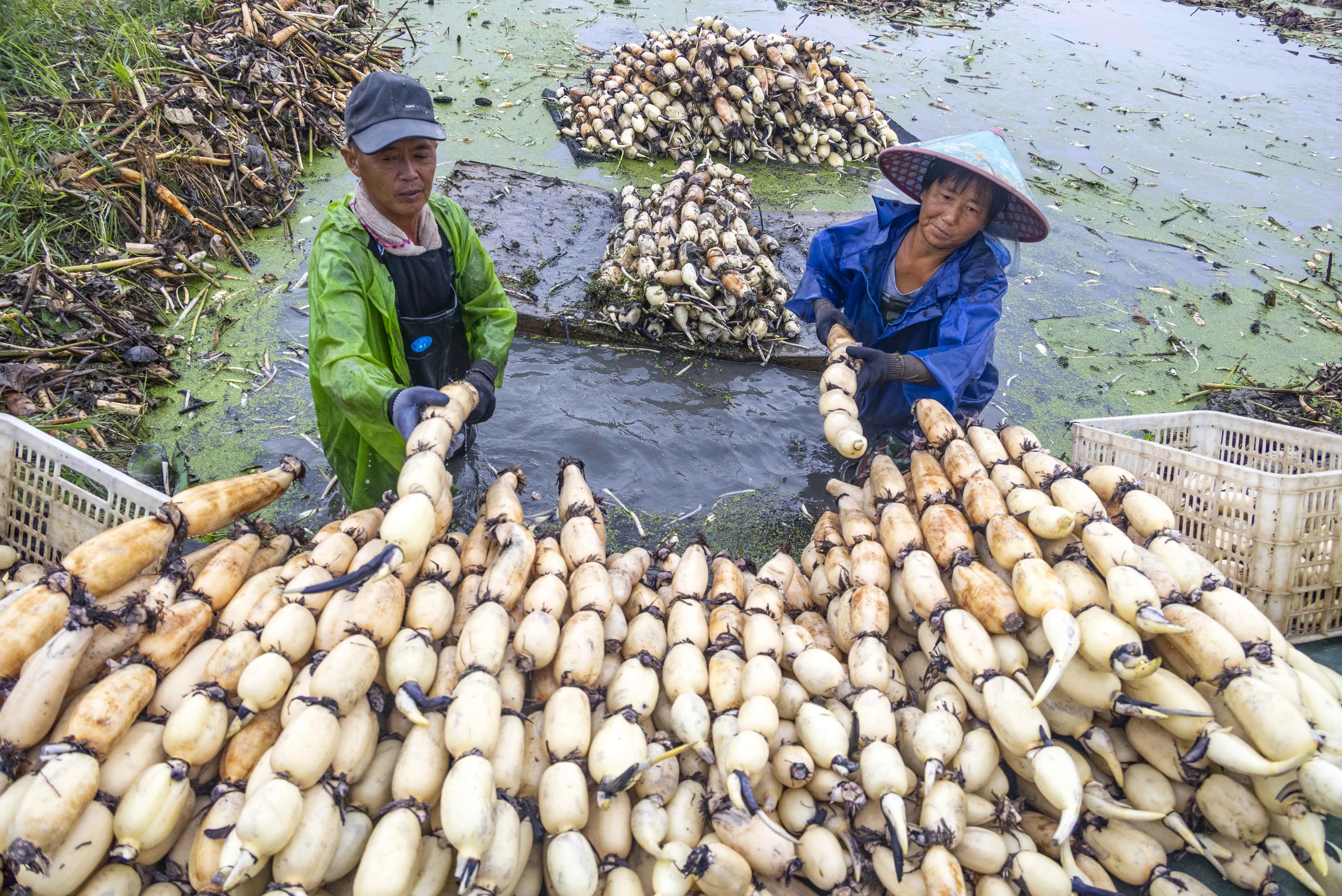 연근 재배 연못 재배 물 수위 관리 비료 주기_9