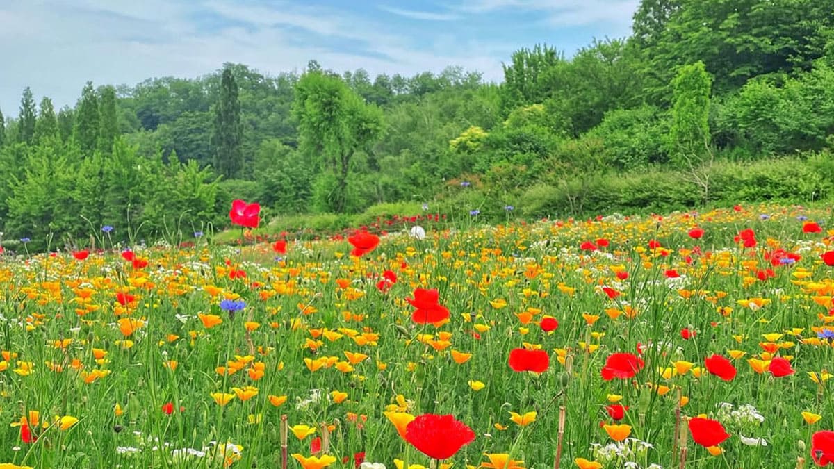 아산 피나클랜드