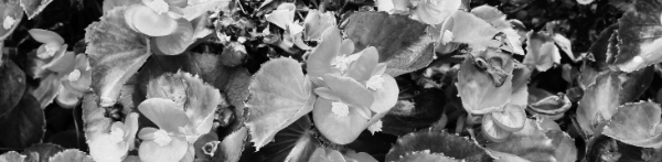 베고니아 종류: 꽃베고니아