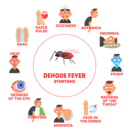 뎅기열이란? 기본 개념과 특성