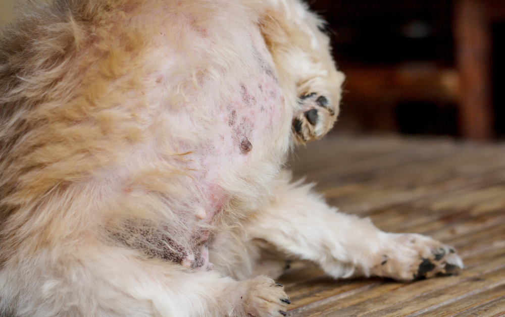 개 강아지 탈모증