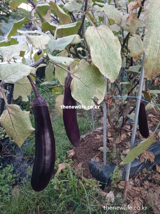 종기나 화상 치료 및 더위 먹었을 때 민간요법으로 쓰이는 가지 실물 모습